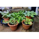 Various terracotta and drip glazed planters with Hostas
