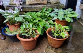 Various terracotta and drip glazed planters with Hostas