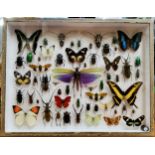 Entomology - Natural History - a cased display of beetles, insects and butterflies including etc