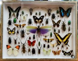 Entomology - Natural History - a cased display of beetles, insects and butterflies including etc
