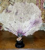 Natural History - a fan coral specimen, mounted on ebonised plinth base. 38cm x 34cm