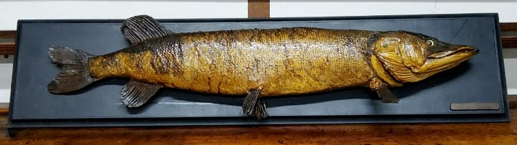 Taxidermy - An early 20th century Northern Pike (Esox lucius) specimen, mounted on ebonised