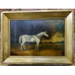 English School, 19th century, Grey Horse Conformation, oil on board, 22cm x 33cm