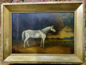 English School, 19th century, Grey Horse Conformation, oil on board, 22cm x 33cm