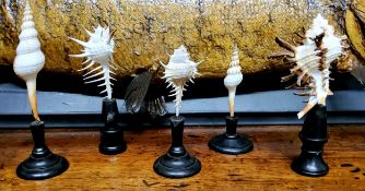 Natural History - Conchology - five shell specimens on stands