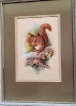Robert Coppillie, Red Squirrel, signed, dated 1979, mixed medium, 23cm x 15cm