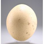 AN OSTRICH EGG