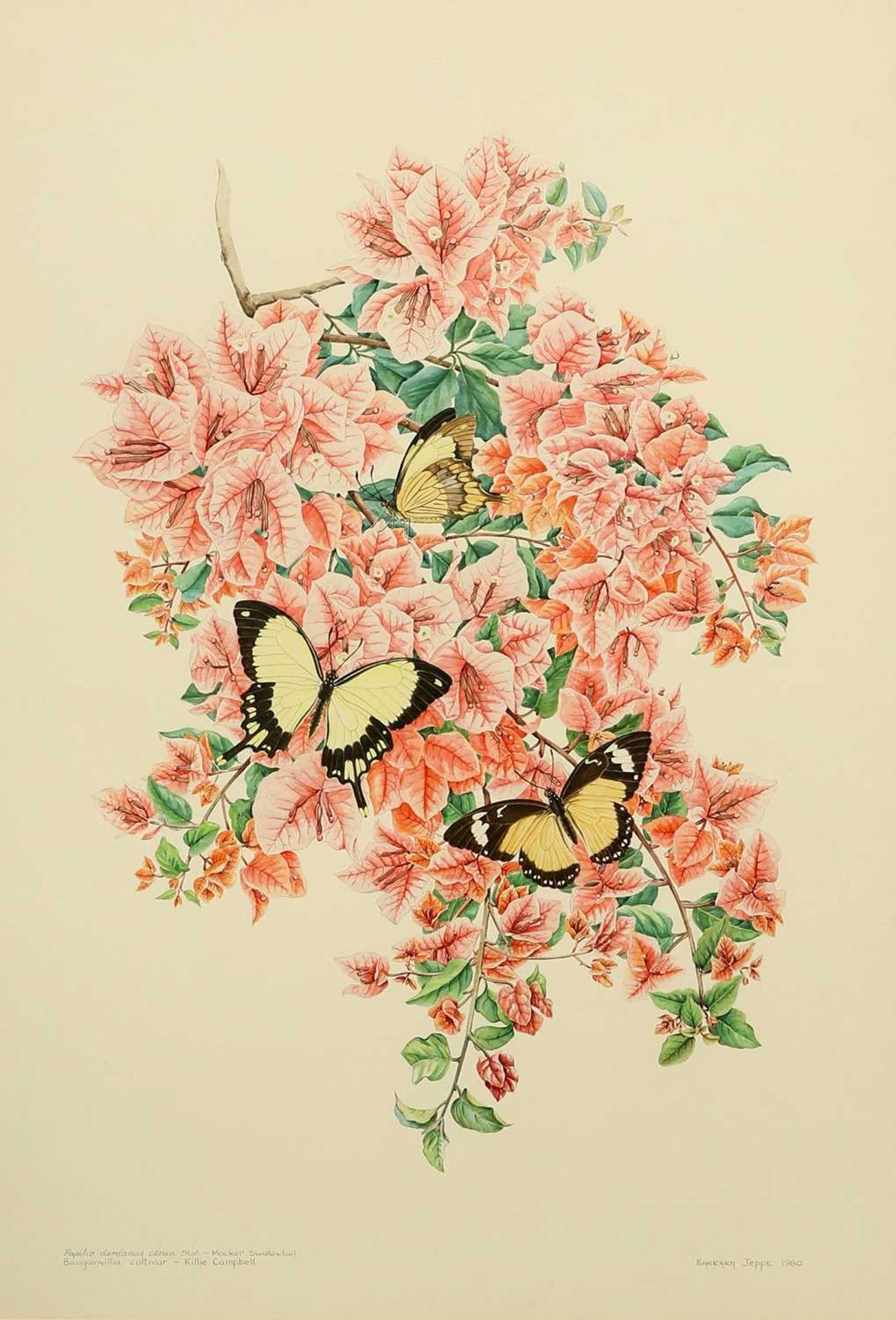 BARBARA JEPPE (1921-1999) MOCKERTAIL SWALLOWTAIL: KILLIE CAMPBELL, AND AFRICAN FLAME TREE, A PAIR - Image 3 of 4
