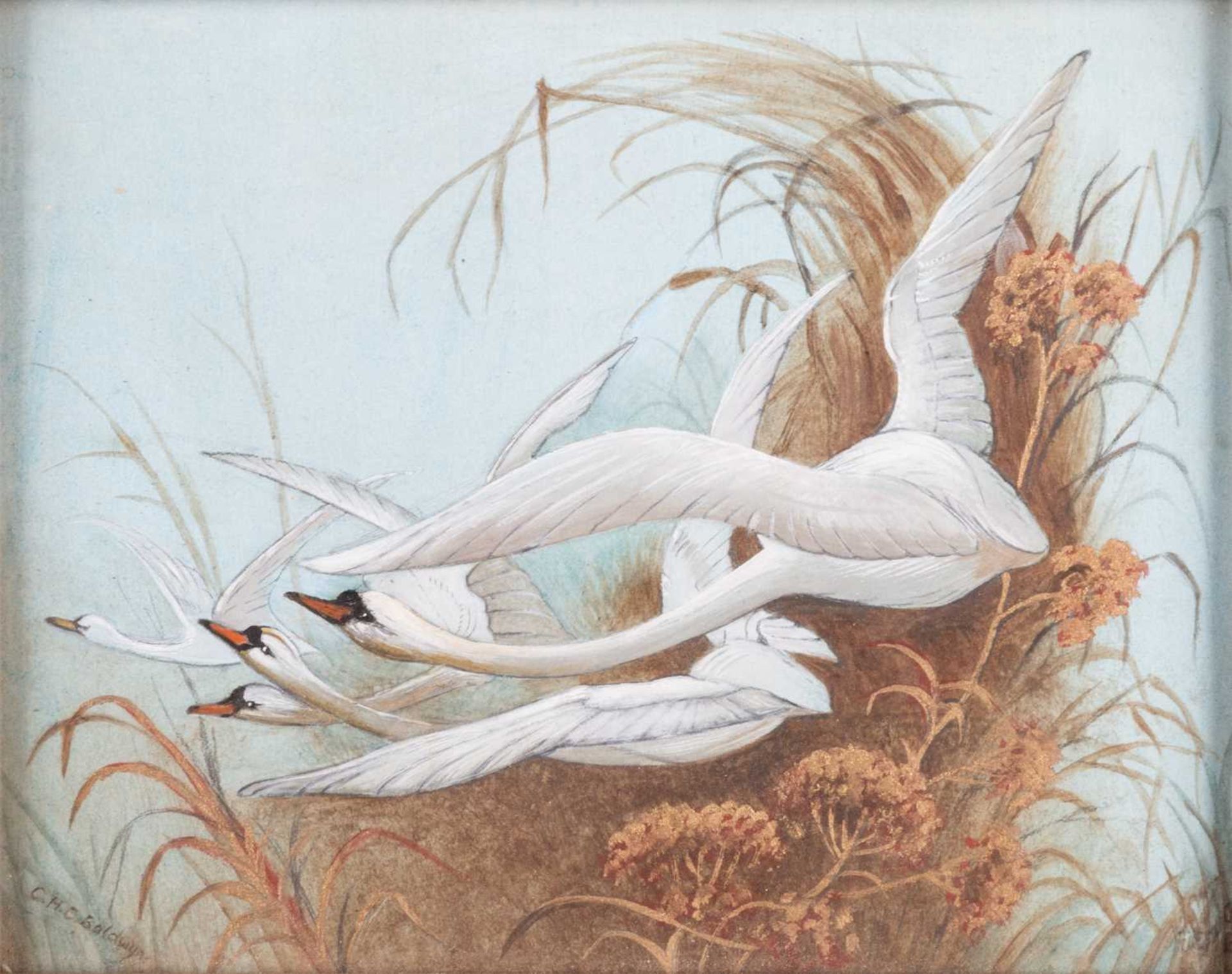 CHARLES HENRY CLIFFORD BALDWYN (1859-1943) SWANS IN FLIGHT
