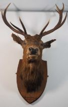 A 19th century 9 point taxidermy Scottish Stag, shot in Inchagardoch in 1890, mounted on wooden wall