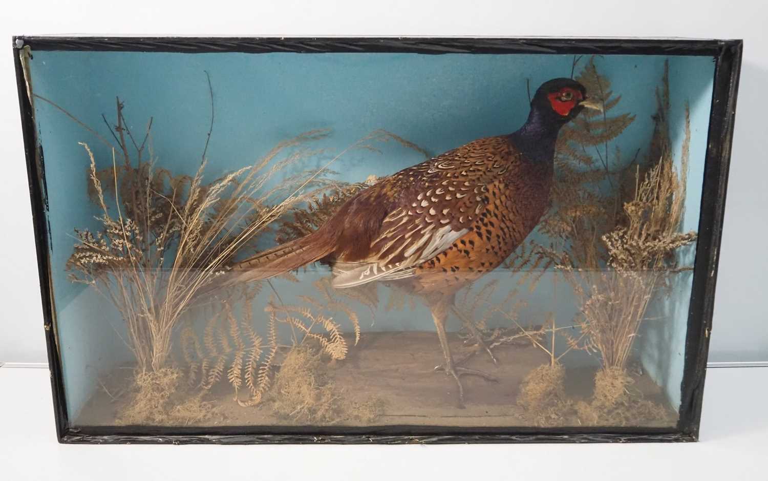 A taxidermy pheasant 'Phasianus colchicus' in naturalistic setting, entombed in an ebonised and
