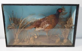 A taxidermy pheasant 'Phasianus colchicus' in naturalistic setting, entombed in an ebonised and