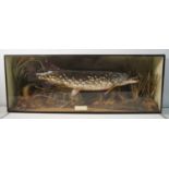 A taxidermy pike 'Esox lucius' in naturalistic setting immortalised in an ebonised wood and glass