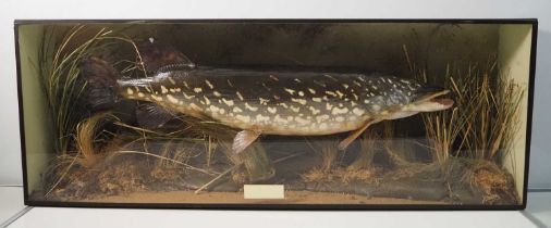 A taxidermy pike 'Esox lucius' in naturalistic setting immortalised in an ebonised wood and glass