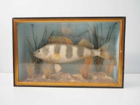 A taxidermy perch 'Perca Fluviatilis' in naturalistic setting, enshrined in an ebonised wood and