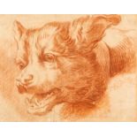 Scuola italiana, secolo XVIII - Study for a dog's Head