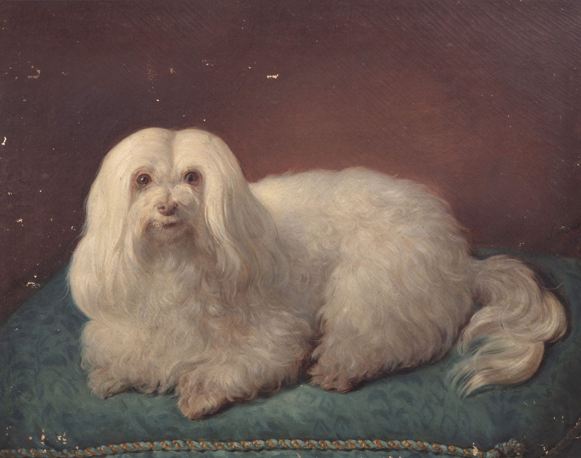 Scuola italiana, secolo XIX - Maltese dog named Blanca