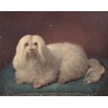 Scuola italiana, secolo XIX - Maltese dog named Blanca