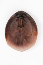 Almaric Walter (Sevres 1870-Lury-sur-Arnon 1959) - Glass paste vide-poche with beetle, circa 1920