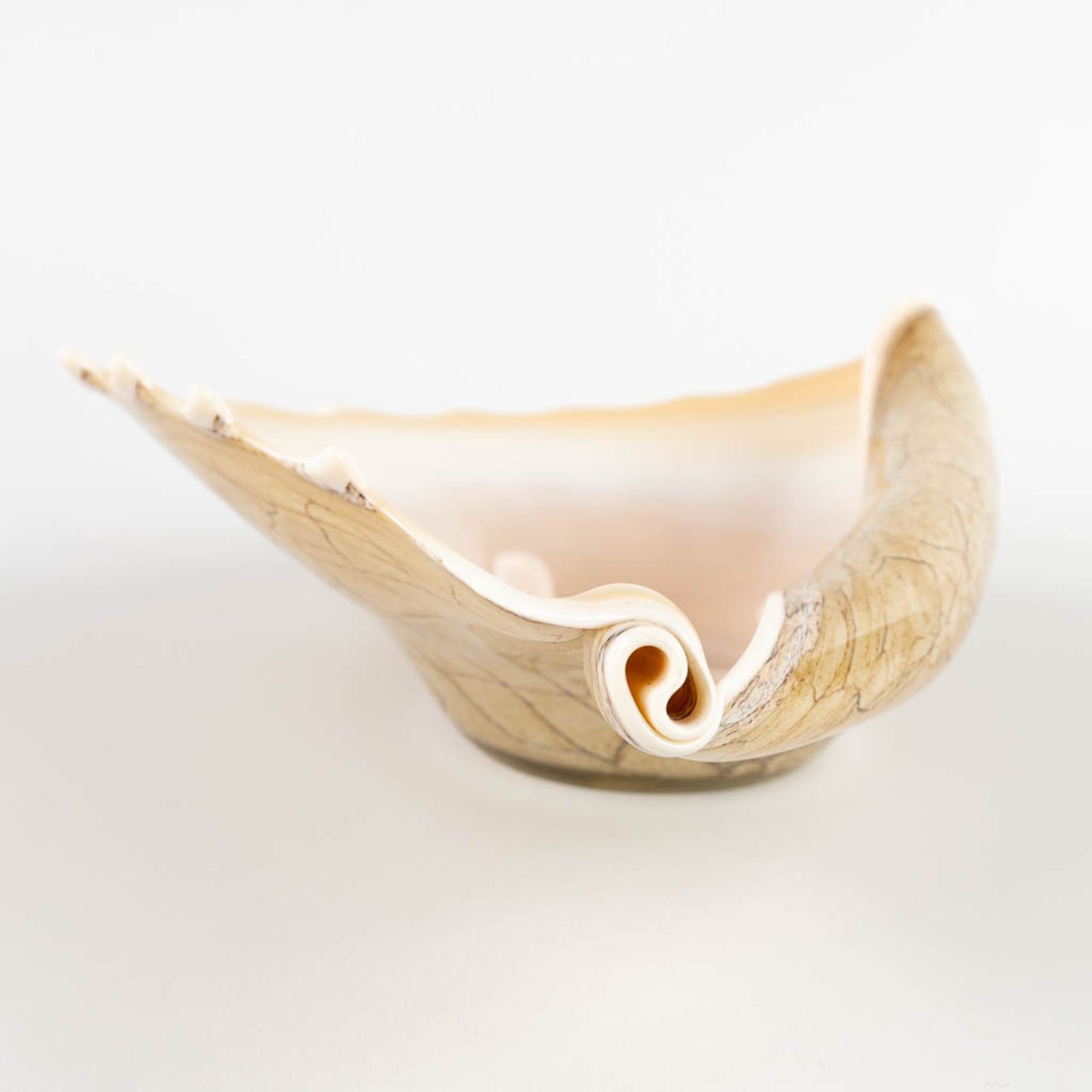 Two pieces of art glass, Sea shell and a bowl, Murano, Italy. (D:23 x W:34 x H:9,5 cm) - Bild 4 aus 14