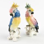 ENS porcelain Volkstedt, Germany, a set of 2 parrots, polychrome porcelain, 20th C. (D:9 x W:12,5 x