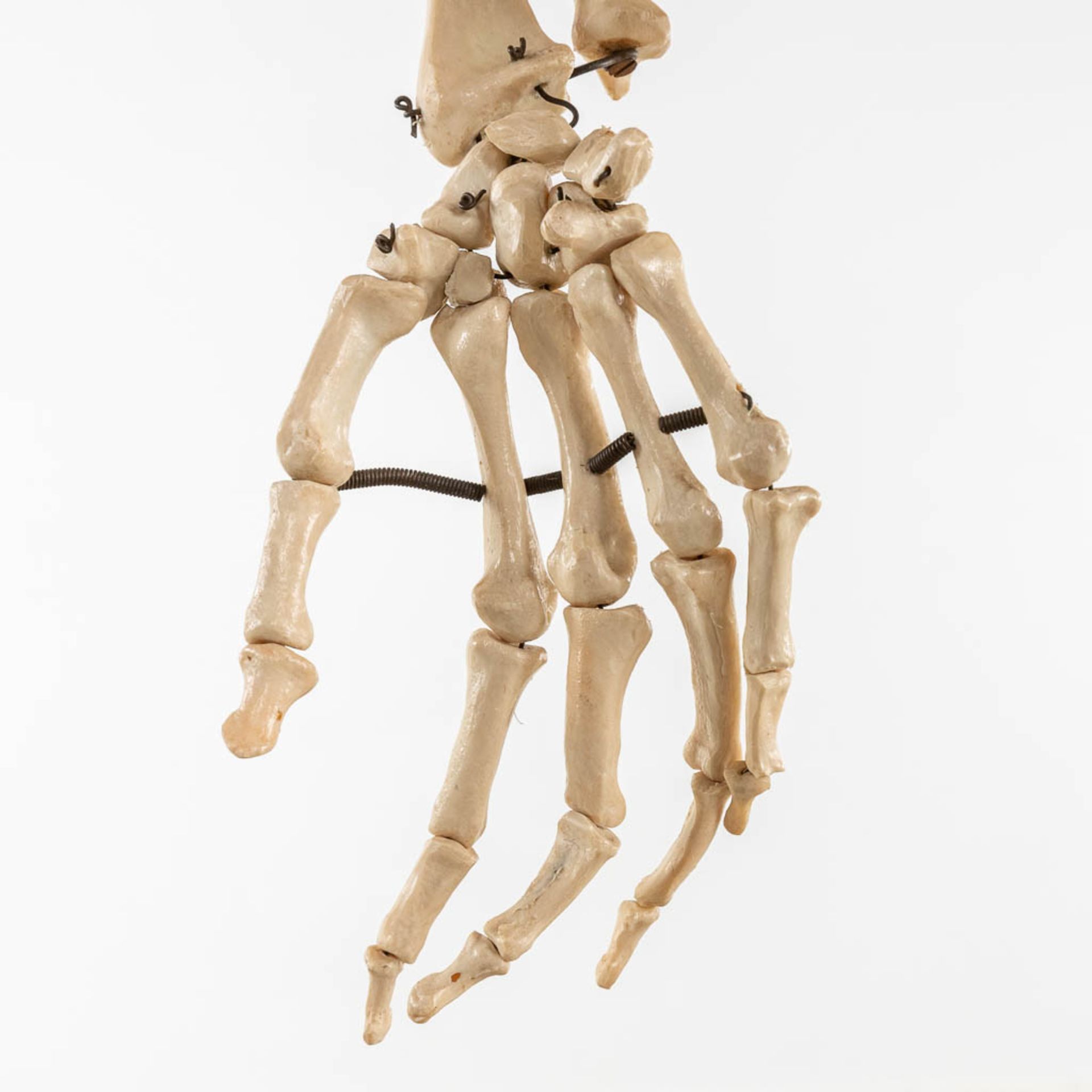 A mid-century antomical model of a skeleton, resine. Circa 1950. (W:40 x H:183 cm) - Image 12 of 14