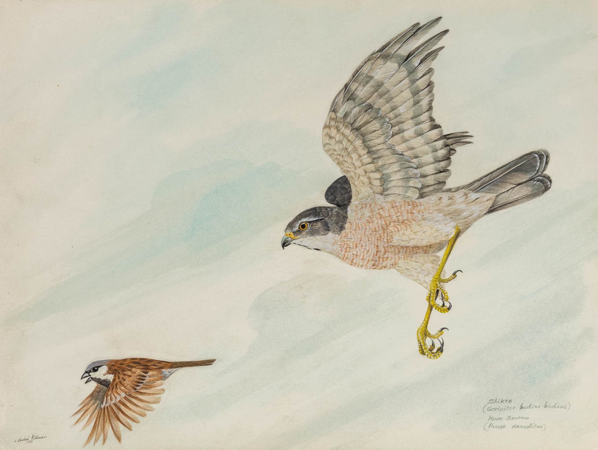 Gamini P. RATNAVIRA (1949) 'birds', 20 drawings, watercolour on paper. (W:27 x H:36 cm) - Image 17 of 40