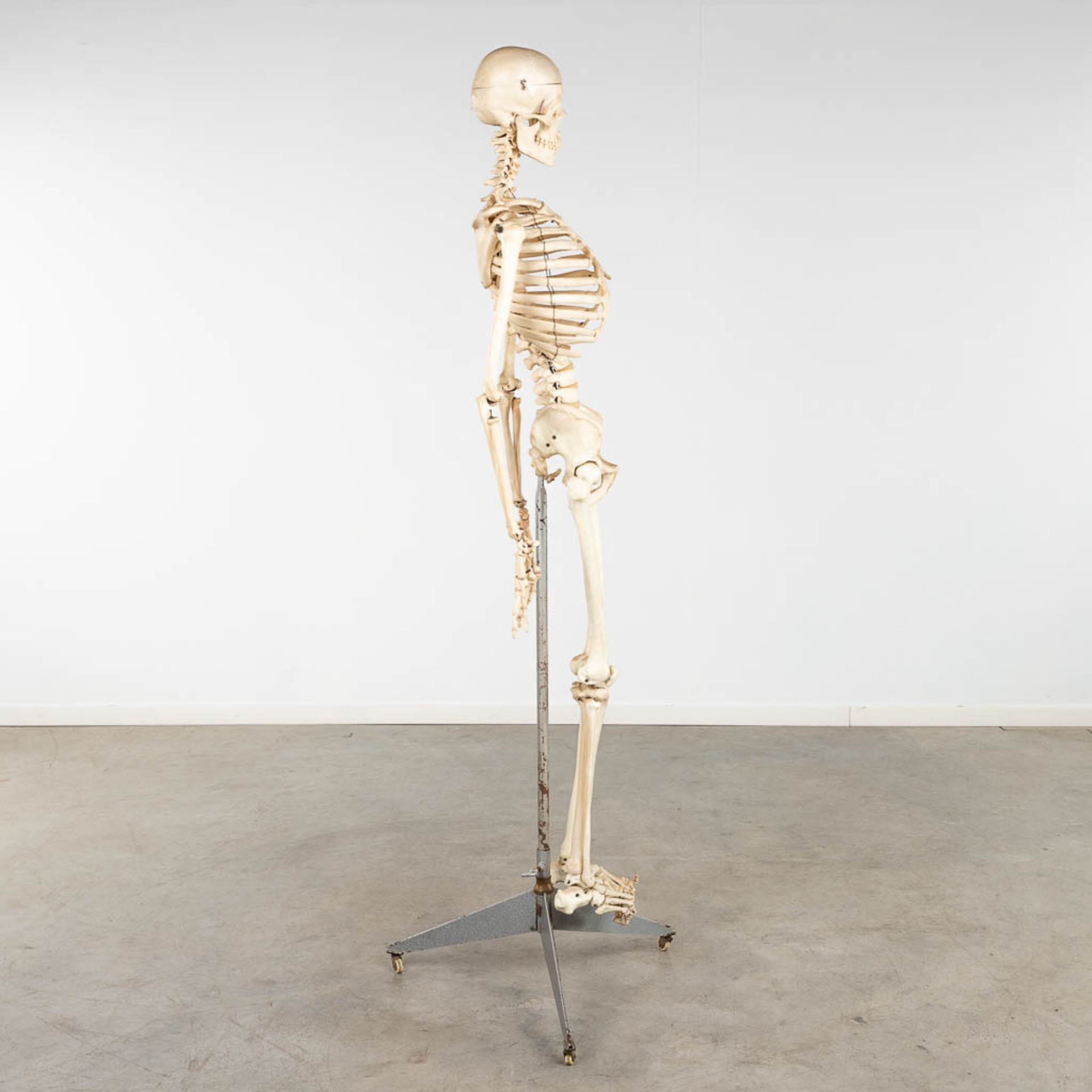A mid-century antomical model of a skeleton, resine. Circa 1950. (W:40 x H:183 cm) - Image 6 of 14