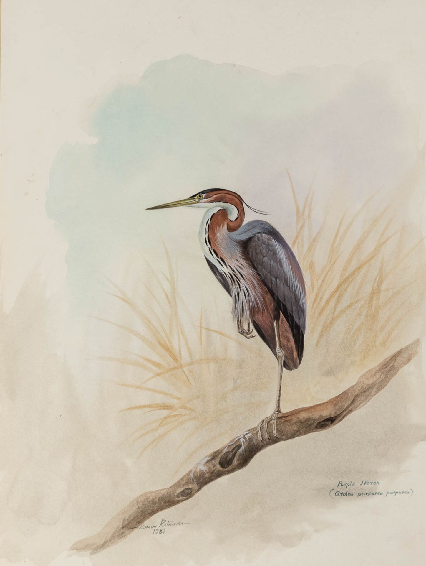 Gamini P. RATNAVIRA (1949) 'birds', 20 drawings, watercolour on paper. (W:27 x H:36 cm) - Image 13 of 40