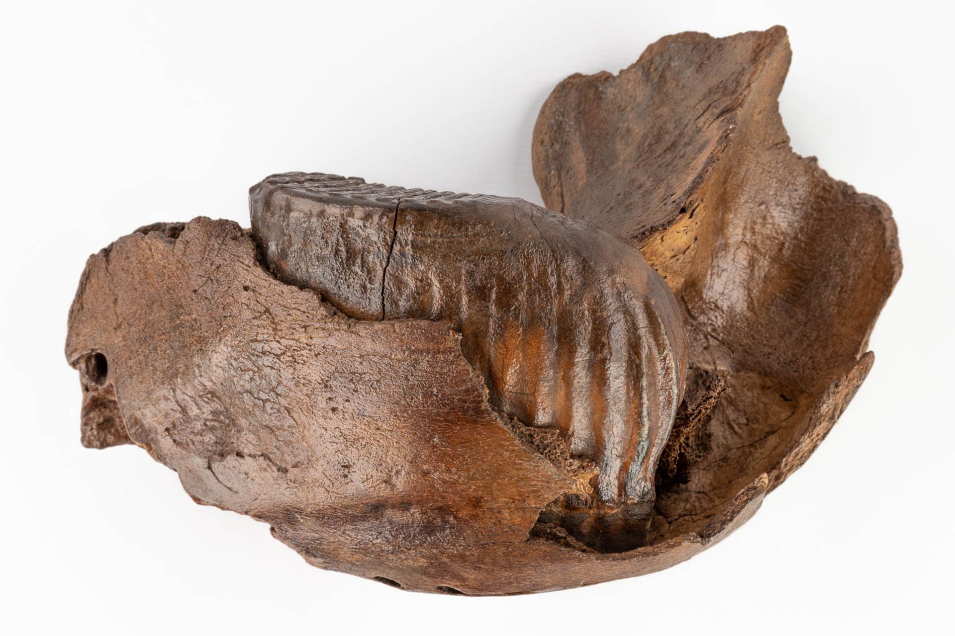A large Mammoth tooth and fragment of a jaw. Preserved (D:15 x W:36 x H:25 cm) - Bild 8 aus 14