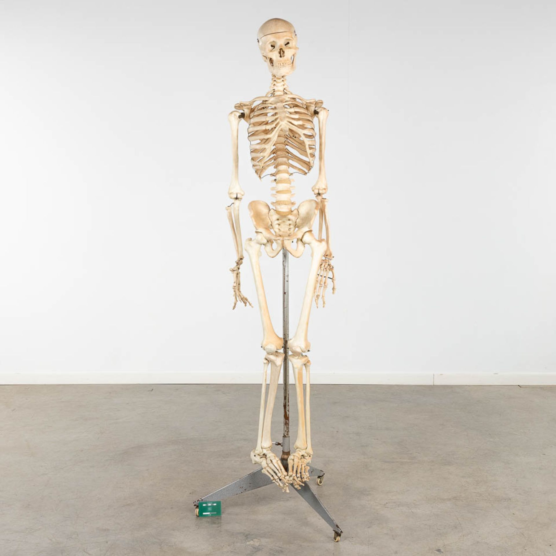 A mid-century antomical model of a skeleton, resine. Circa 1950. (W:40 x H:183 cm) - Image 2 of 14