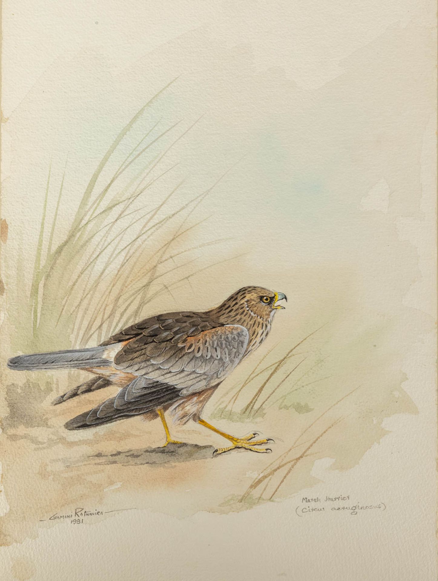 Gamini P. RATNAVIRA (1949) 'birds', 20 drawings, watercolour on paper. (W:27 x H:36 cm) - Image 19 of 40