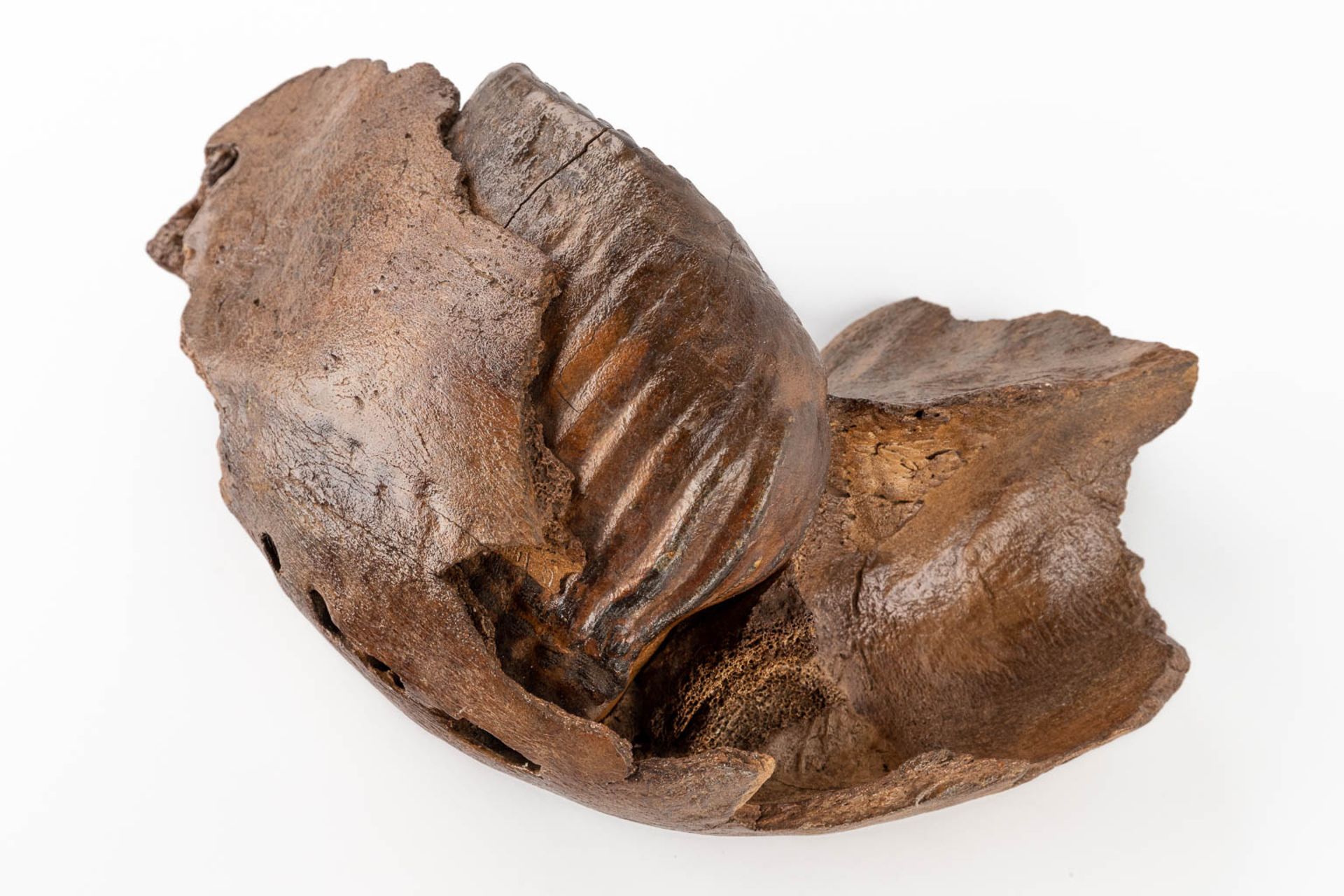 A large Mammoth tooth and fragment of a jaw. Preserved (D:15 x W:36 x H:25 cm) - Bild 9 aus 14