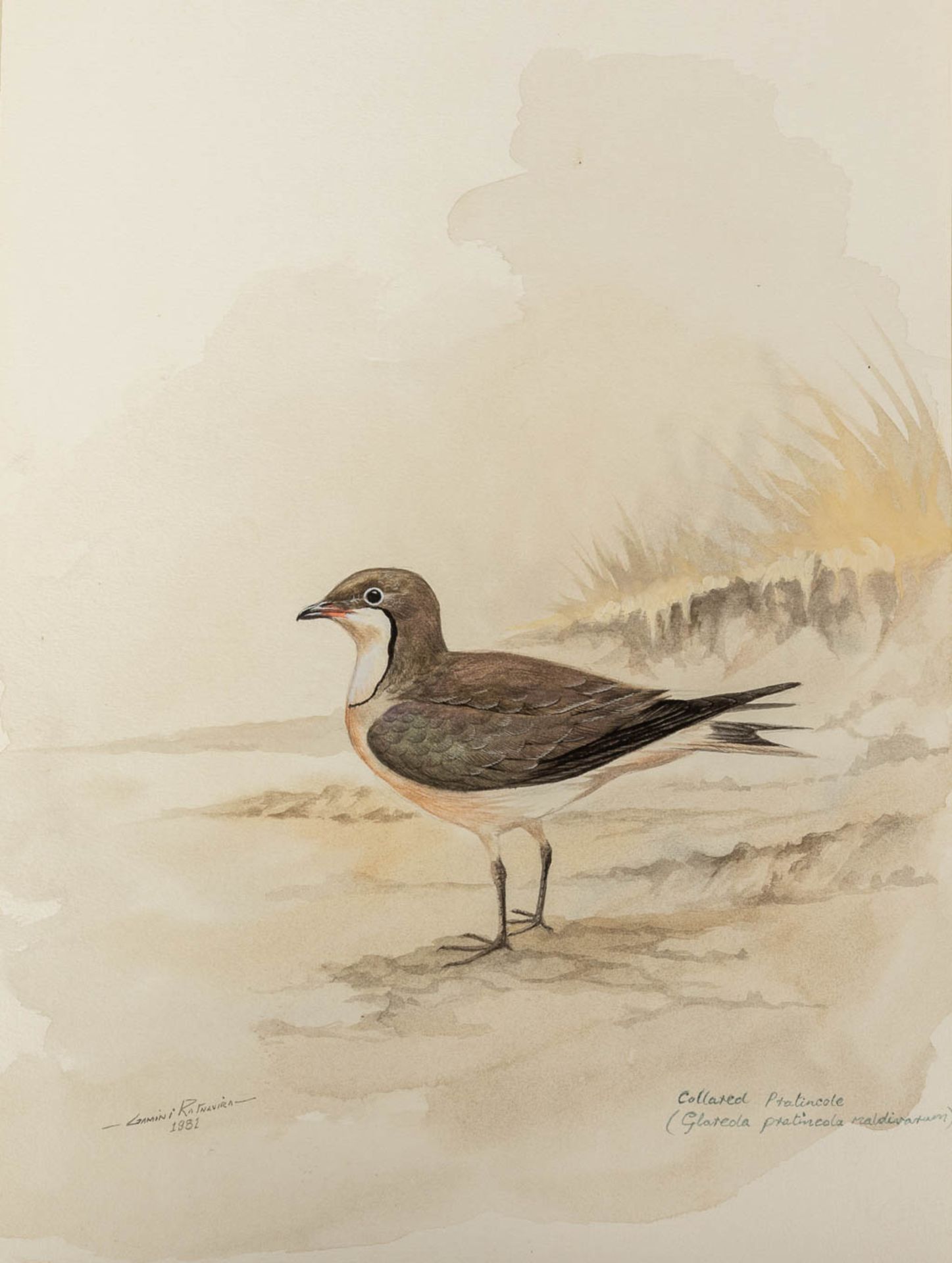 Gamini P. RATNAVIRA (1949) 'birds', 20 drawings, watercolour on paper. (W:27 x H:36 cm) - Image 33 of 40