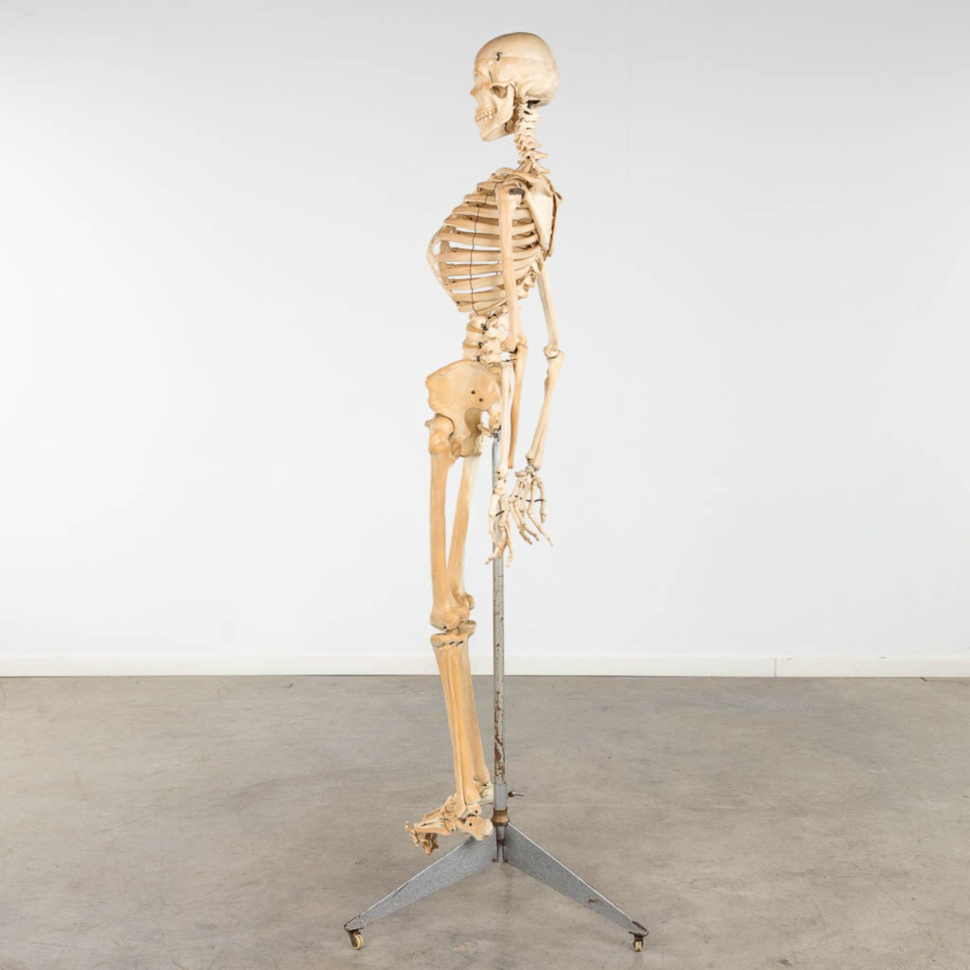 A mid-century antomical model of a skeleton, resine. Circa 1950. (W:40 x H:183 cm) - Image 4 of 14