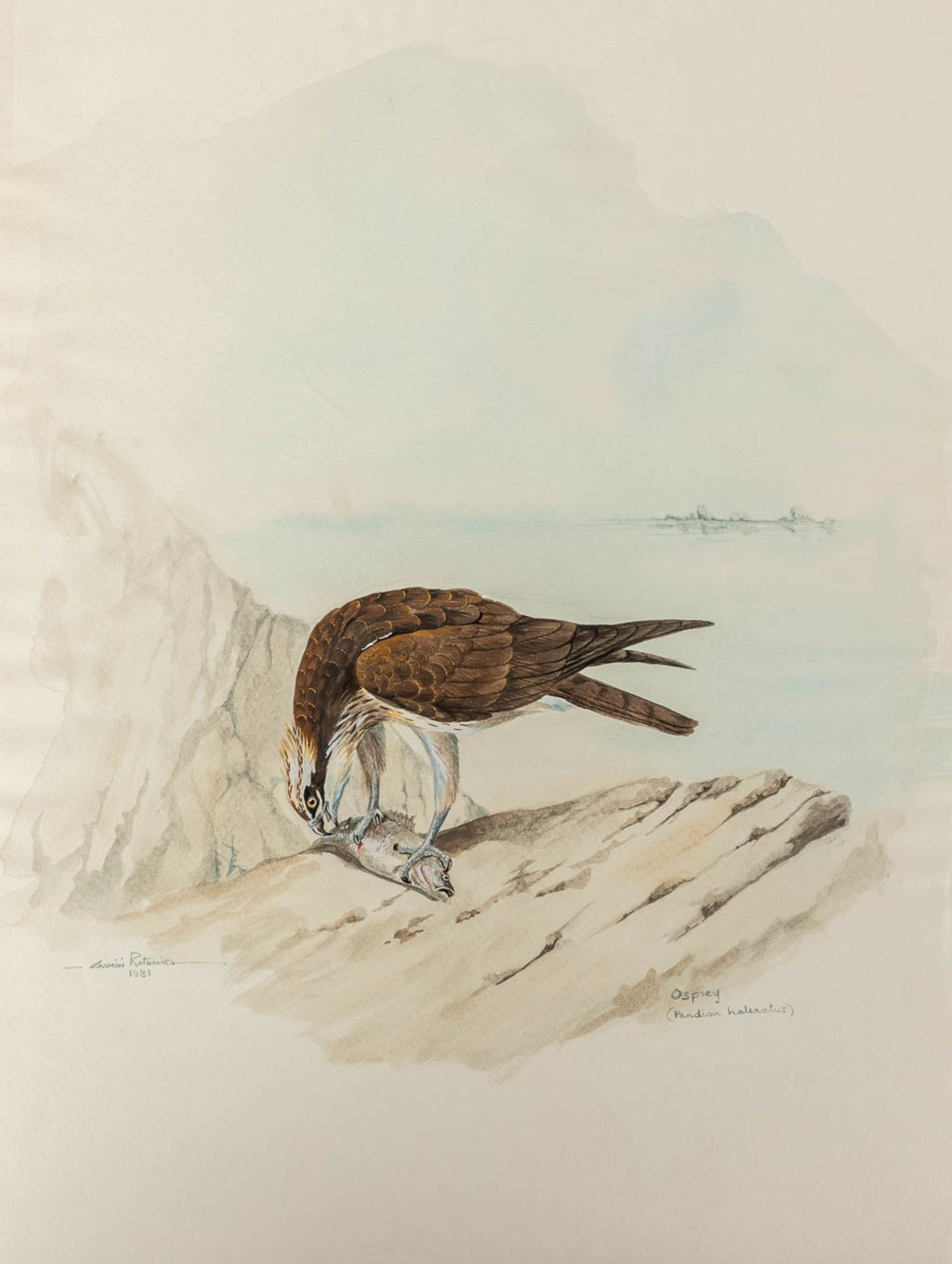 Gamini P. RATNAVIRA (1949) 'birds', 20 drawings, watercolour on paper. (W:27 x H:36 cm) - Image 11 of 40