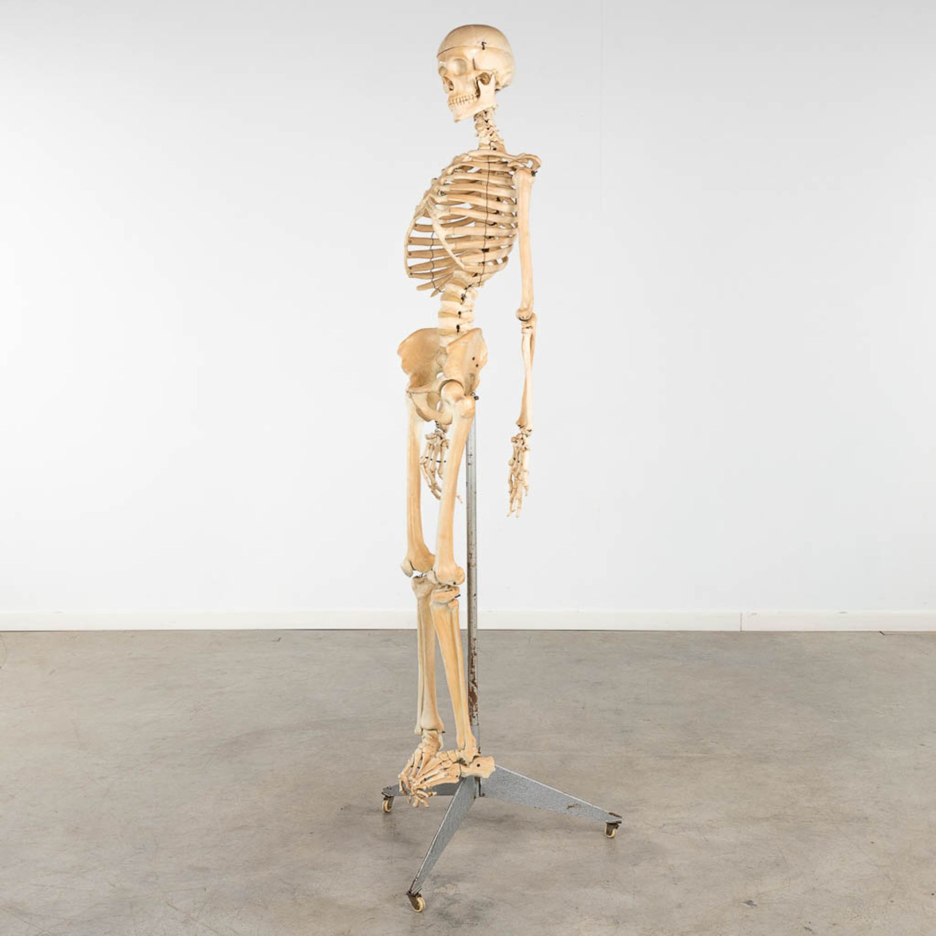 A mid-century antomical model of a skeleton, resine. Circa 1950. (W:40 x H:183 cm) - Image 3 of 14