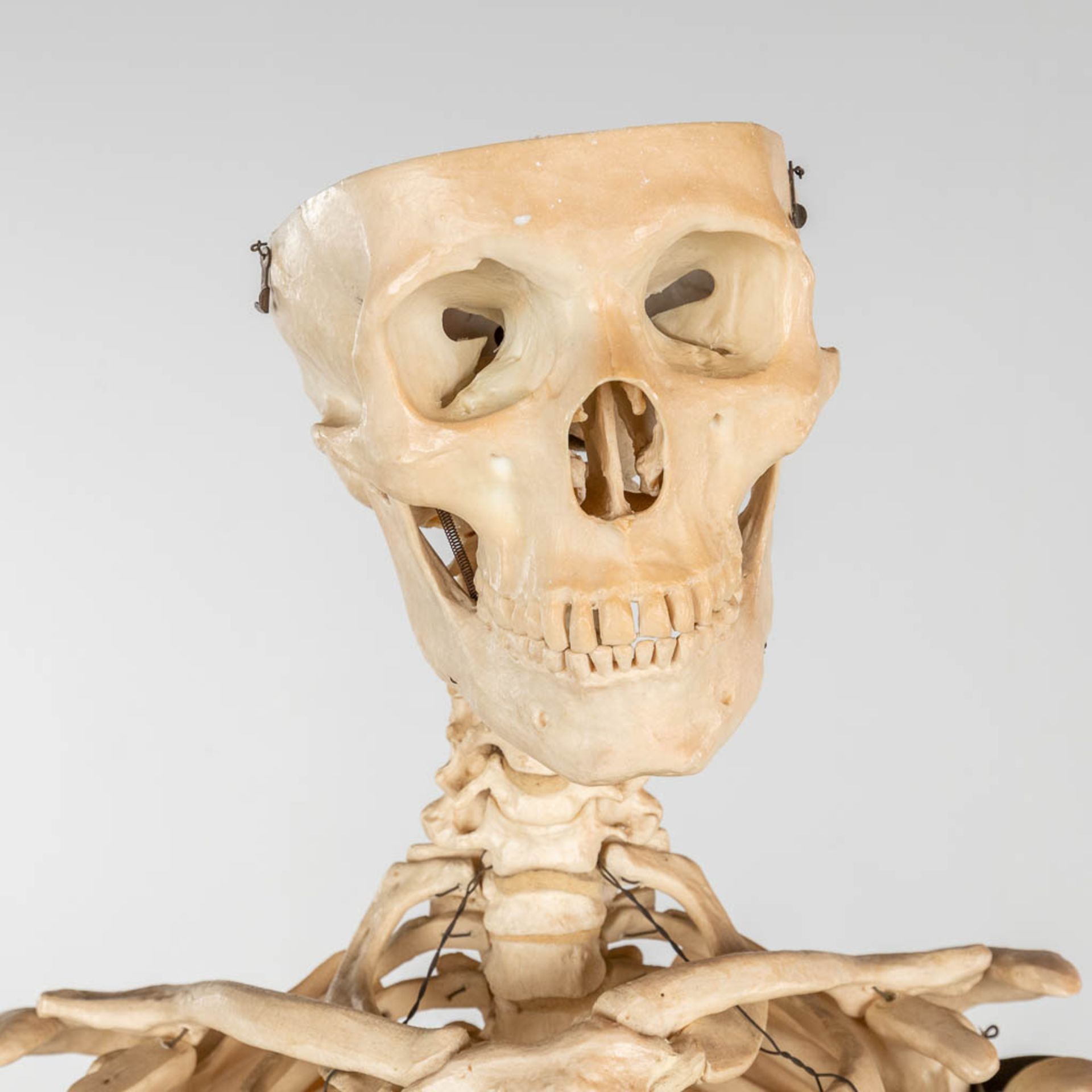 A mid-century antomical model of a skeleton, resine. Circa 1950. (W:40 x H:183 cm) - Image 8 of 14