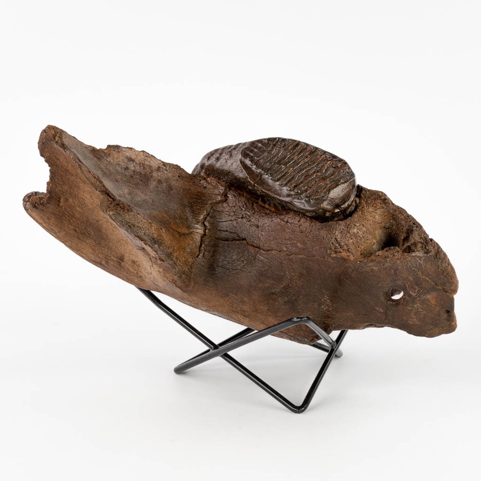 A large Mammoth tooth and fragment of a jaw. Preserved (D:15 x W:36 x H:25 cm) - Bild 5 aus 14