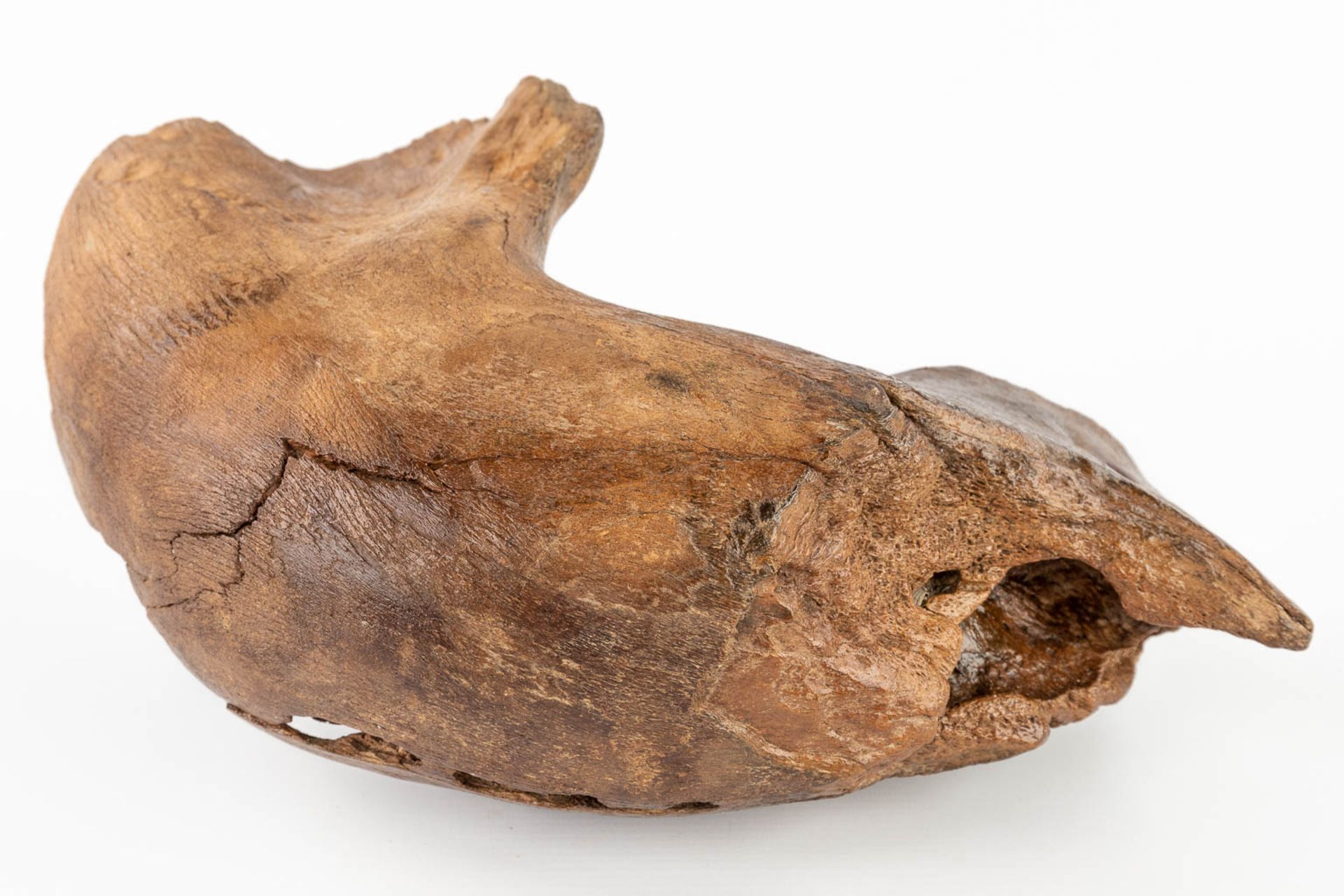 A large Mammoth tooth and fragment of a jaw. Preserved (D:15 x W:36 x H:25 cm) - Bild 13 aus 14