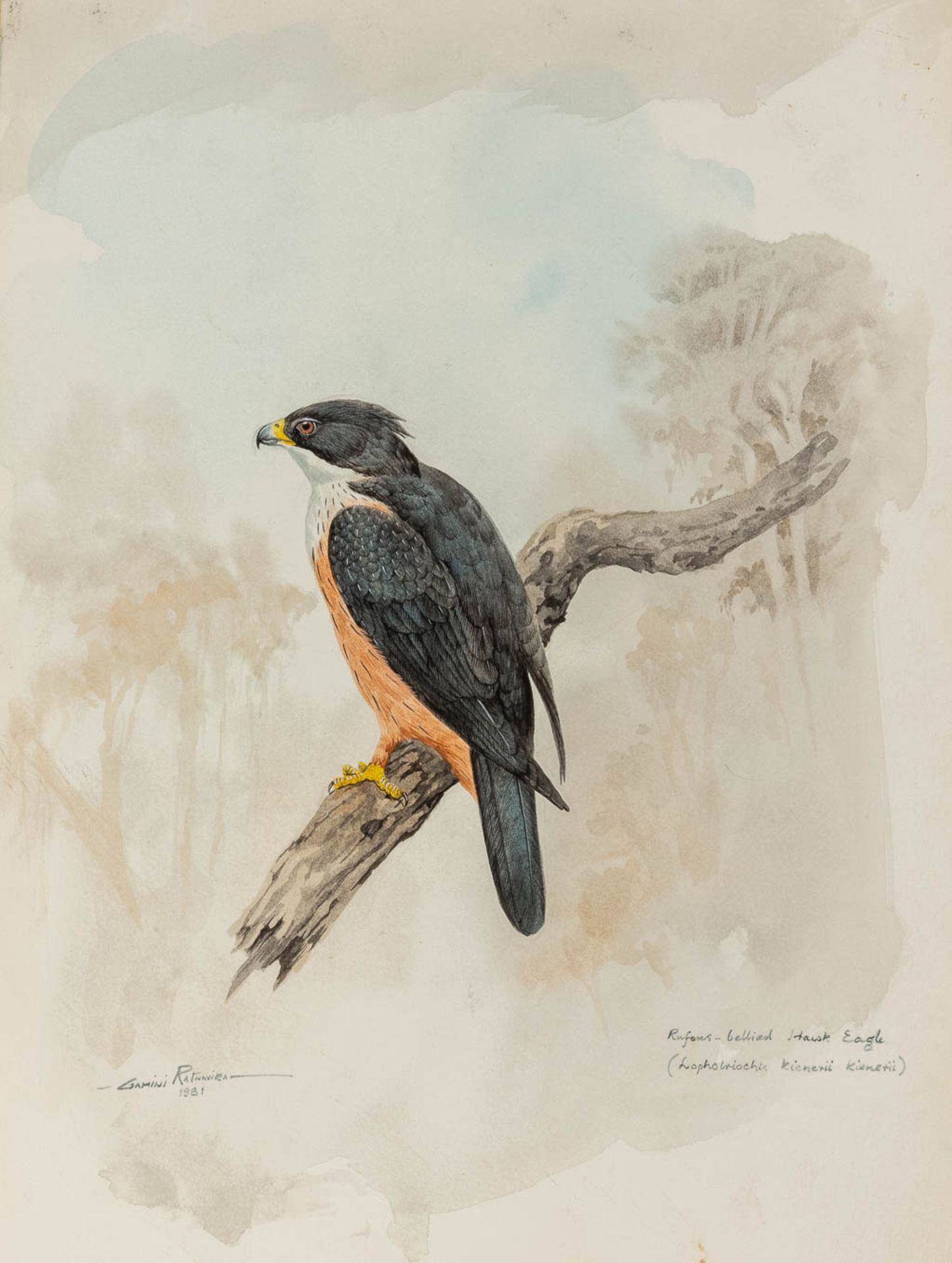Gamini P. RATNAVIRA (1949) 'birds', 20 drawings, watercolour on paper. (W:27 x H:36 cm) - Image 27 of 40