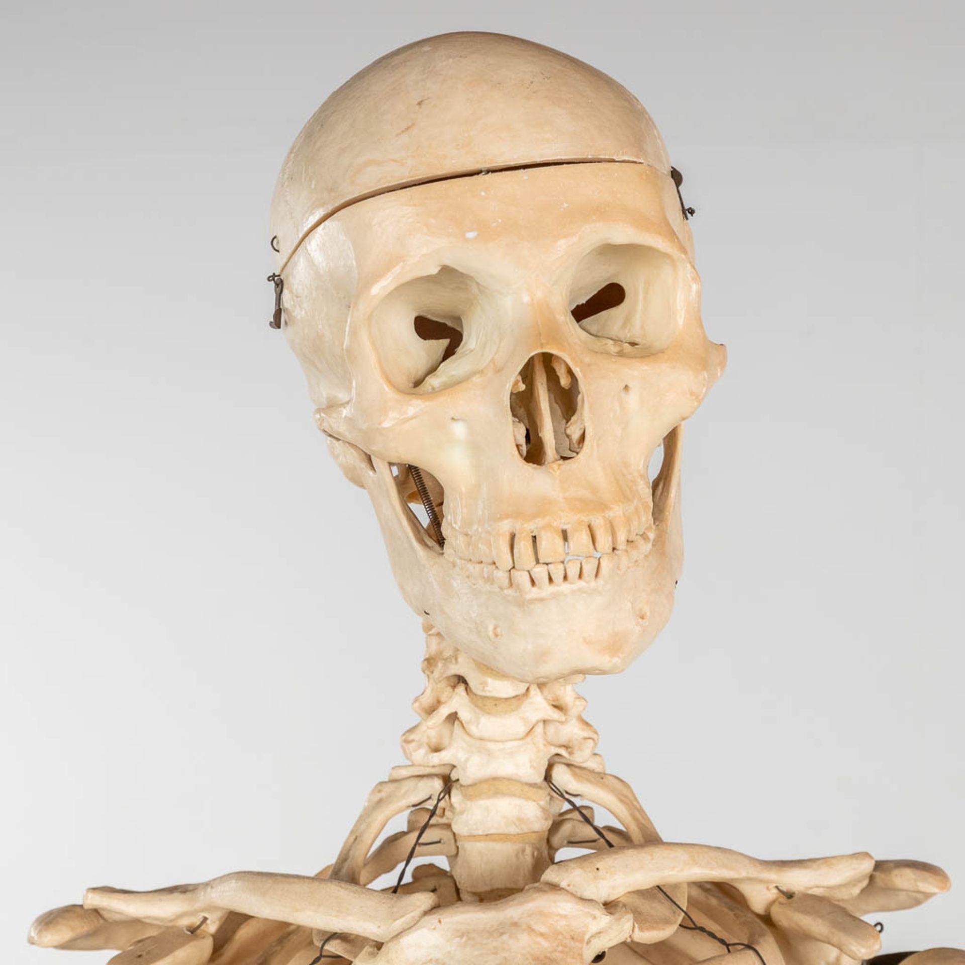 A mid-century antomical model of a skeleton, resine. Circa 1950. (W:40 x H:183 cm) - Image 7 of 14