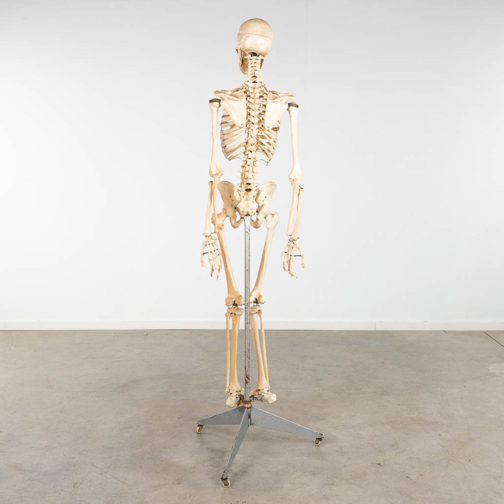 A mid-century antomical model of a skeleton, resine. Circa 1950. (W:40 x H:183 cm) - Image 5 of 14