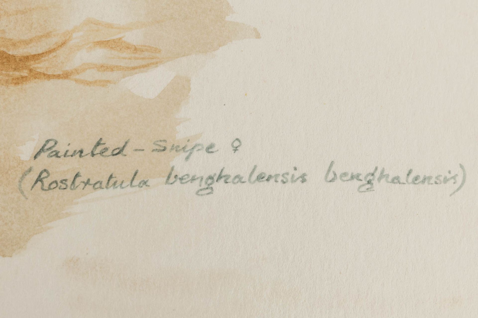 Gamini P. RATNAVIRA (1949) 'birds', 20 drawings, watercolour on paper. (W:27 x H:36 cm) - Image 30 of 40