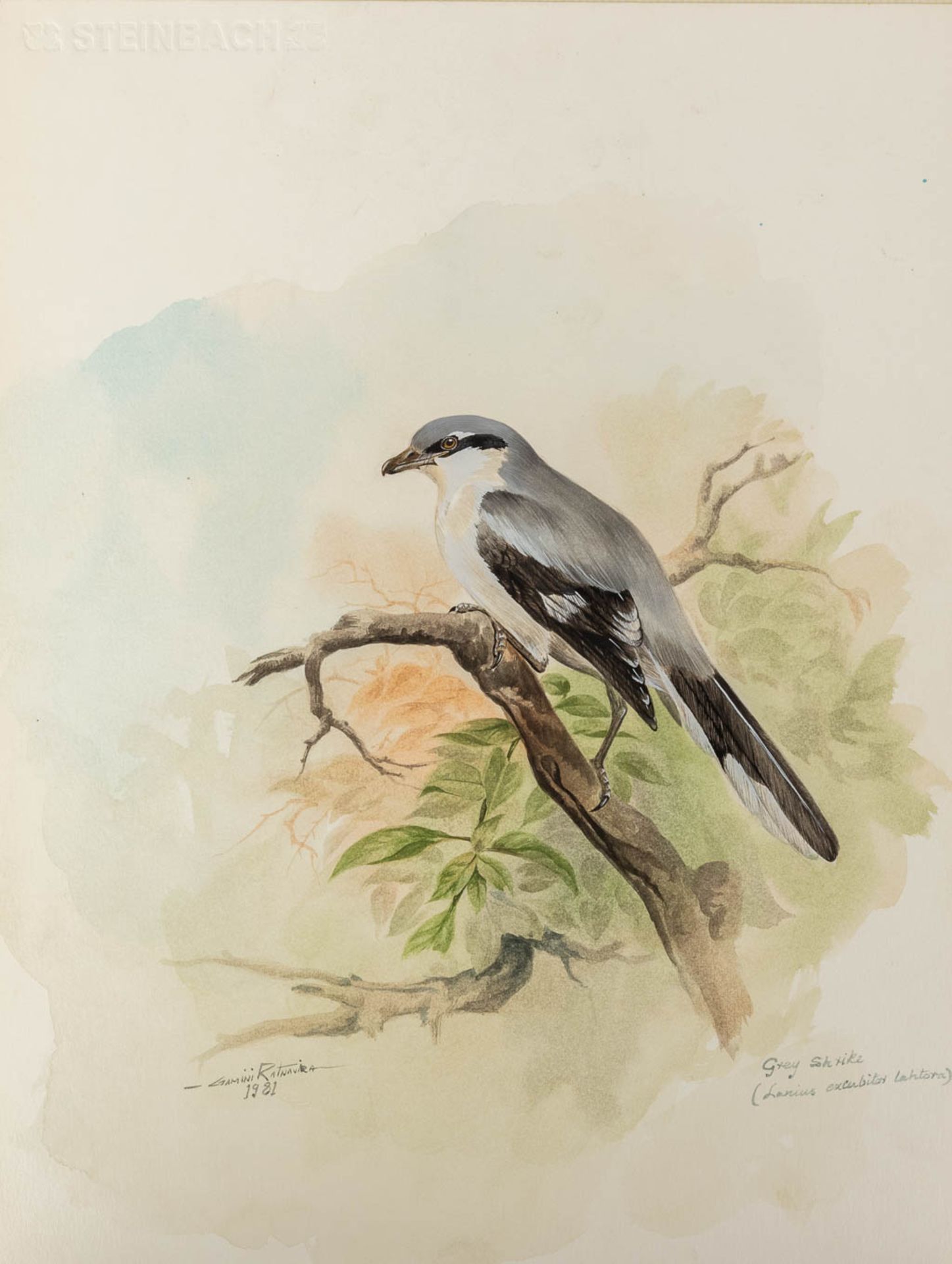 Gamini P. RATNAVIRA (1949) 'birds', 20 drawings, watercolour on paper. (W:27 x H:36 cm) - Image 22 of 40