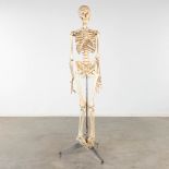 A mid-century antomical model of a skeleton, resine. Circa 1950. (W:40 x H:183 cm)