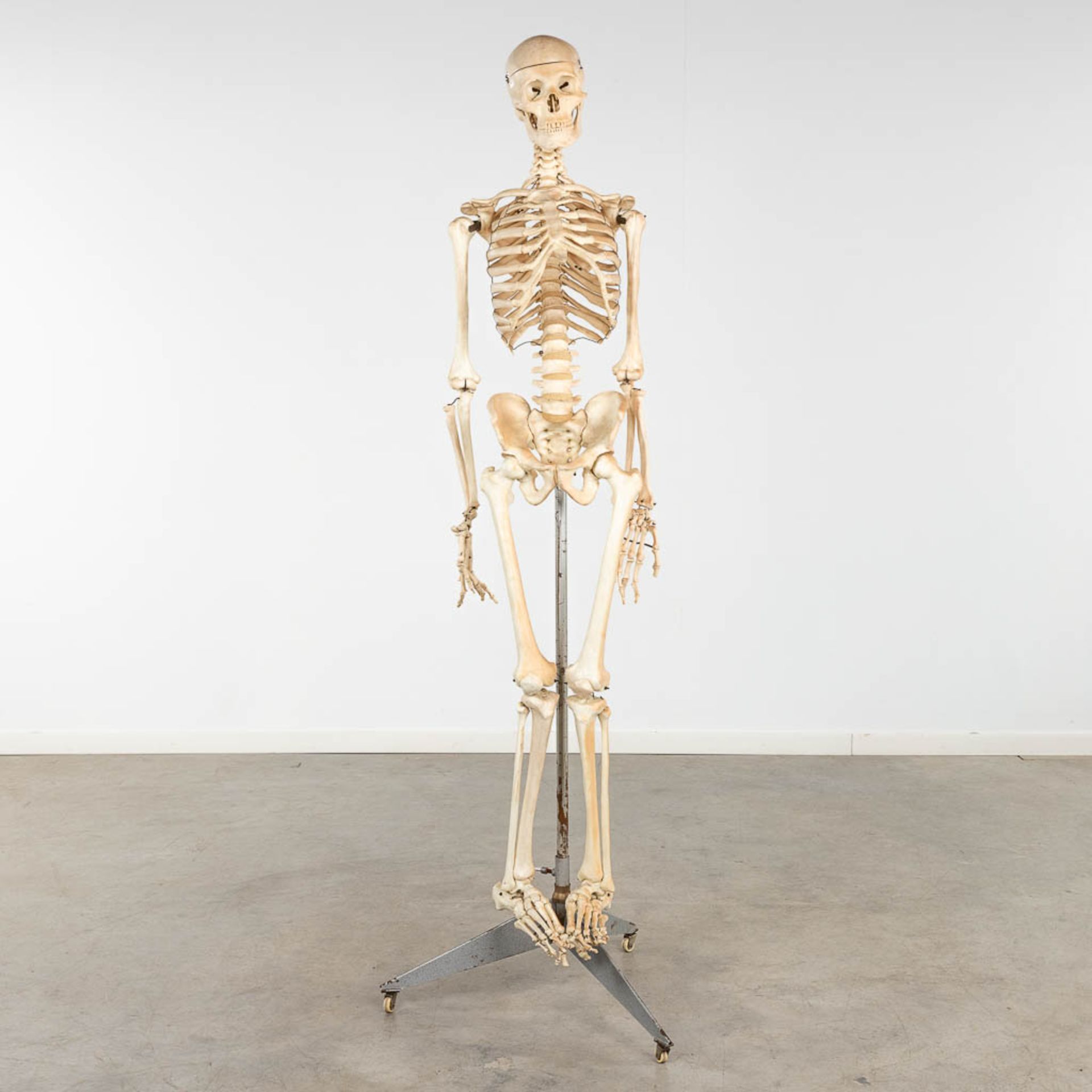 A mid-century antomical model of a skeleton, resine. Circa 1950. (W:40 x H:183 cm)