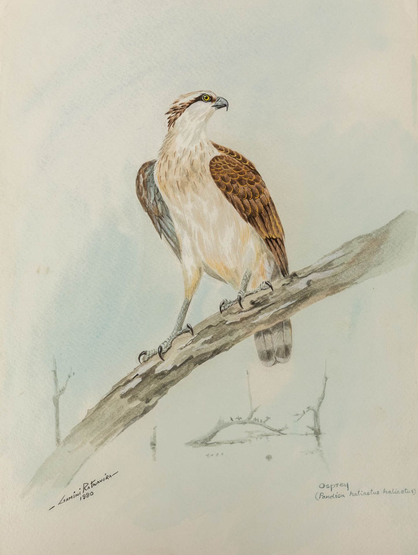 Gamini P. RATNAVIRA (1949) 'birds', 20 drawings, watercolour on paper. (W:27 x H:36 cm) - Image 3 of 40