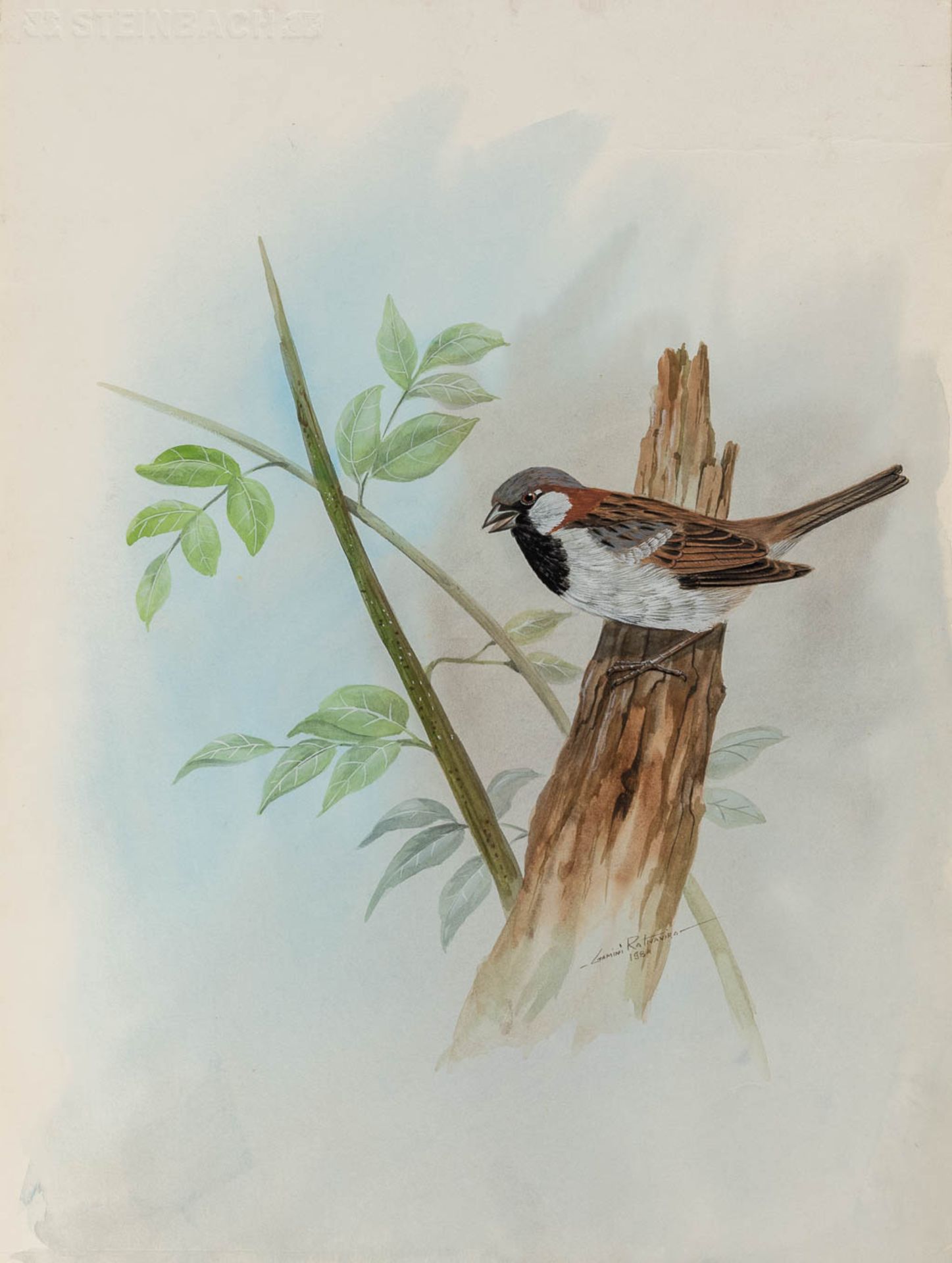 Gamini P. RATNAVIRA (1949) 'birds', 20 drawings, watercolour on paper. (W:27 x H:36 cm) - Image 21 of 40