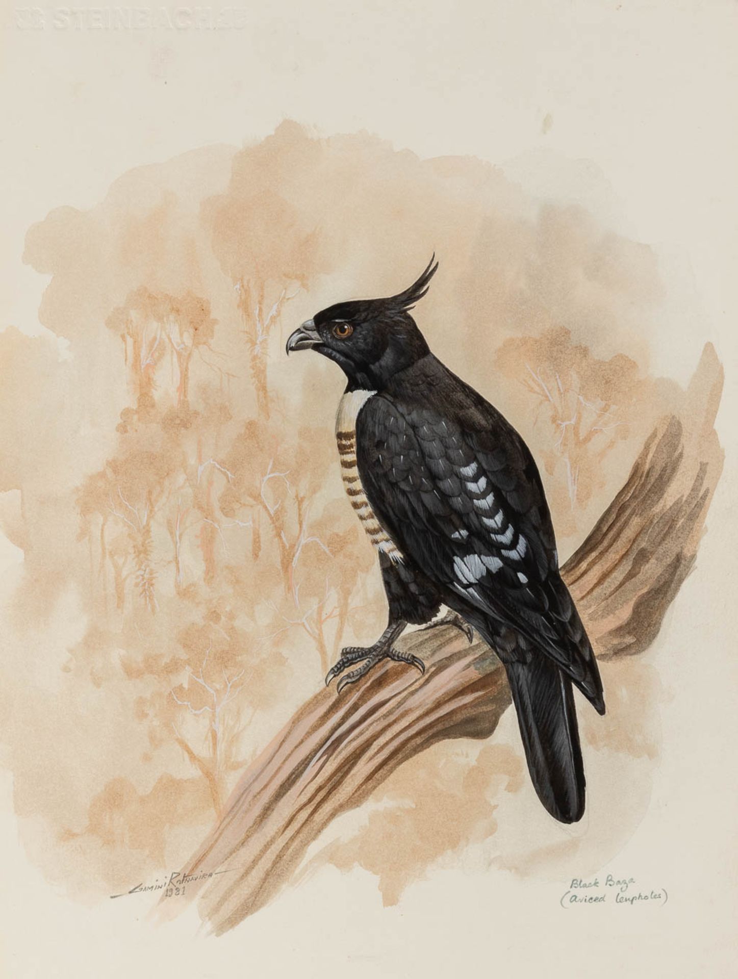 Gamini P. RATNAVIRA (1949) 'birds', 20 drawings, watercolour on paper. (W:27 x H:36 cm) - Image 35 of 40